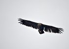 Monniksgier (cinereous vulture) Aegypius monachus - Hustai Nuruu 09-08-2016 (14)